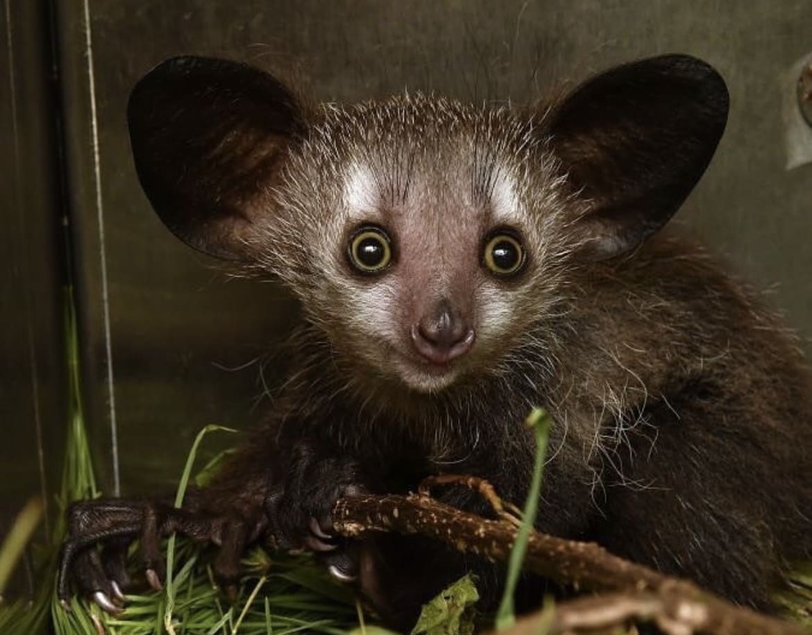 Baby Aye-Aye